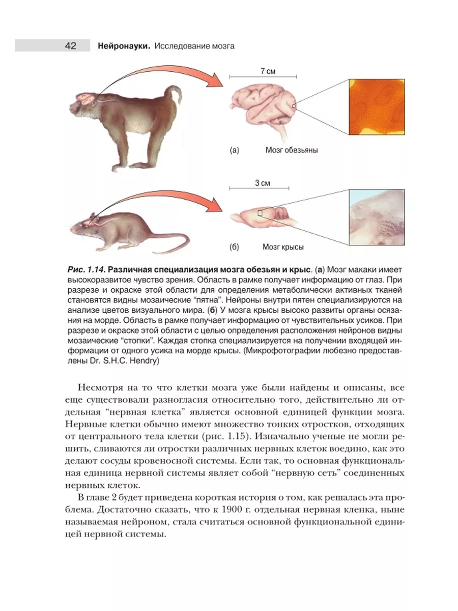 Нейронауки. Исследование мозга. В 3 т. Т.1 Диалектика 44796526 купить за 2  921 ₽ в интернет-магазине Wildberries