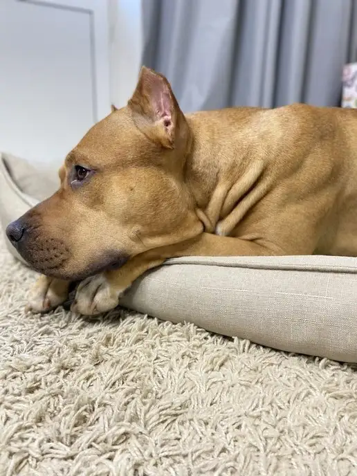 Pets Love Лежанка для собак крупных пород круглая, желтый, фото 8