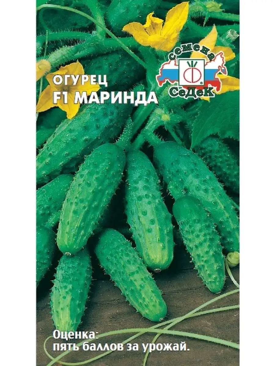Огурцы Аякс Отзывы Фото
