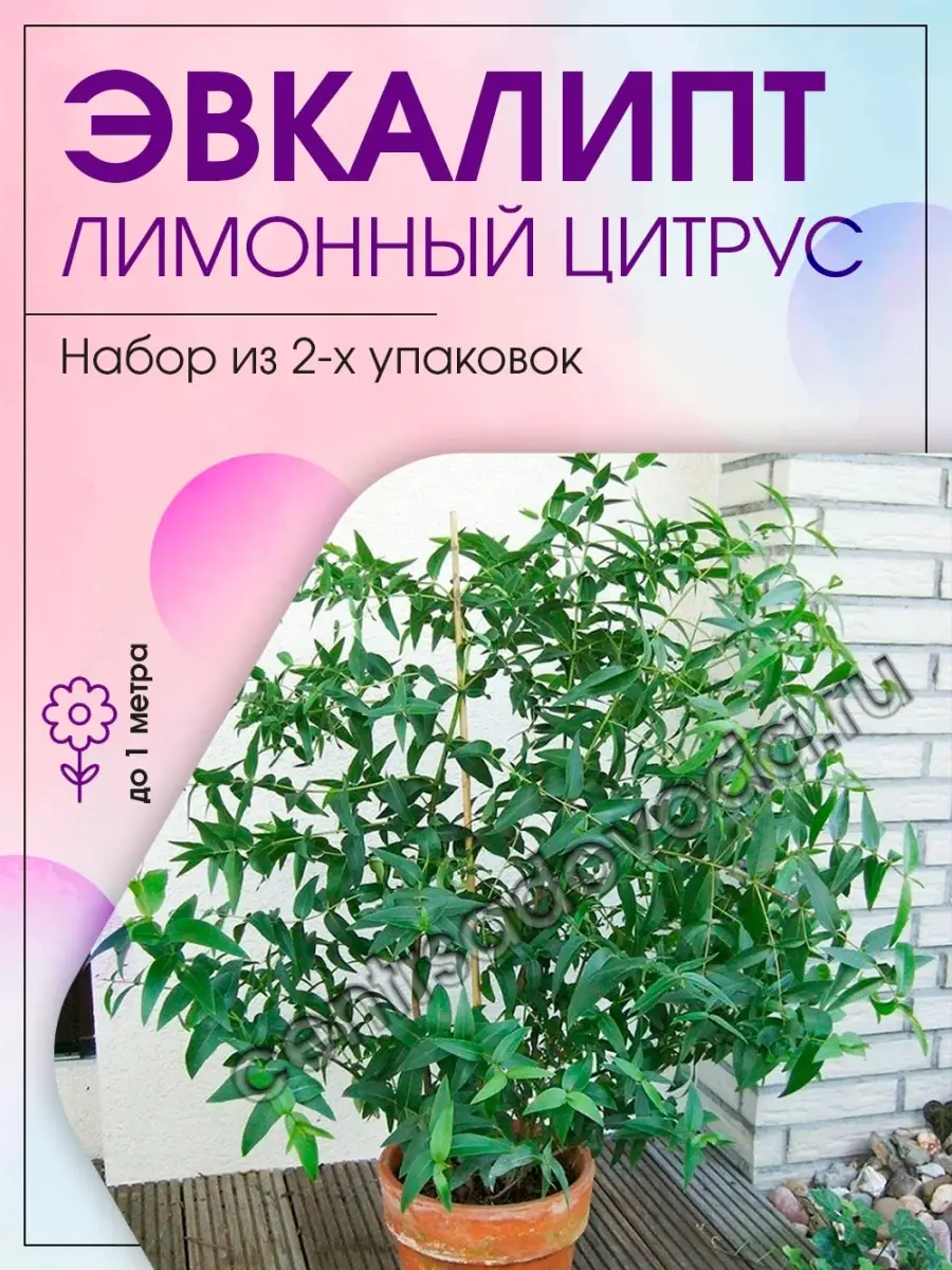 Эвкалипт лимонный Цитрус 2 уп Агрохолдинг Поиск 45781626 купить за 223 ₽ в  интернет-магазине Wildberries