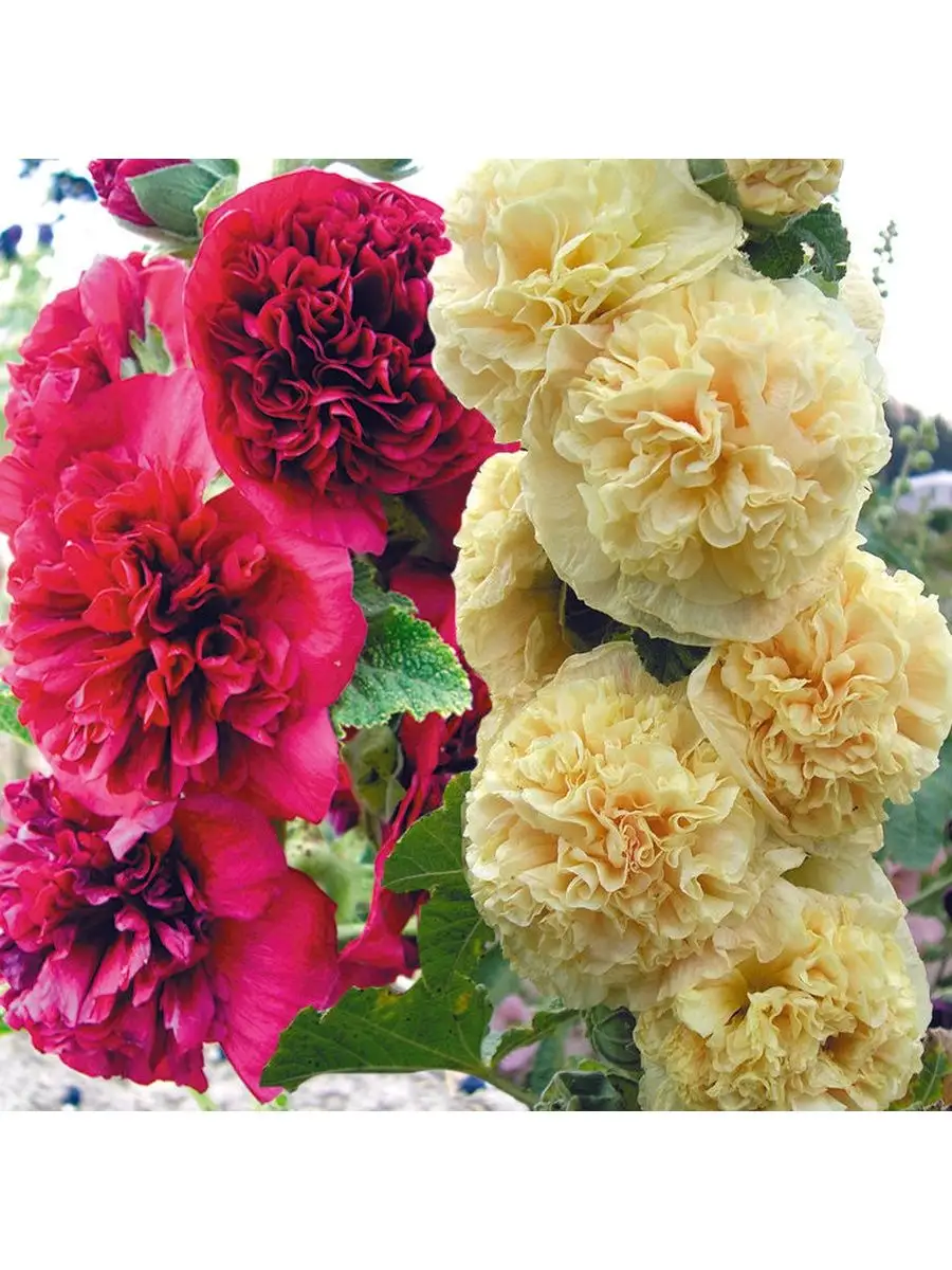 Мальва махровая многолетняя. Мальва розовая нигра. Мальва махровая. Сорта шток розы. Сорта шток розы.