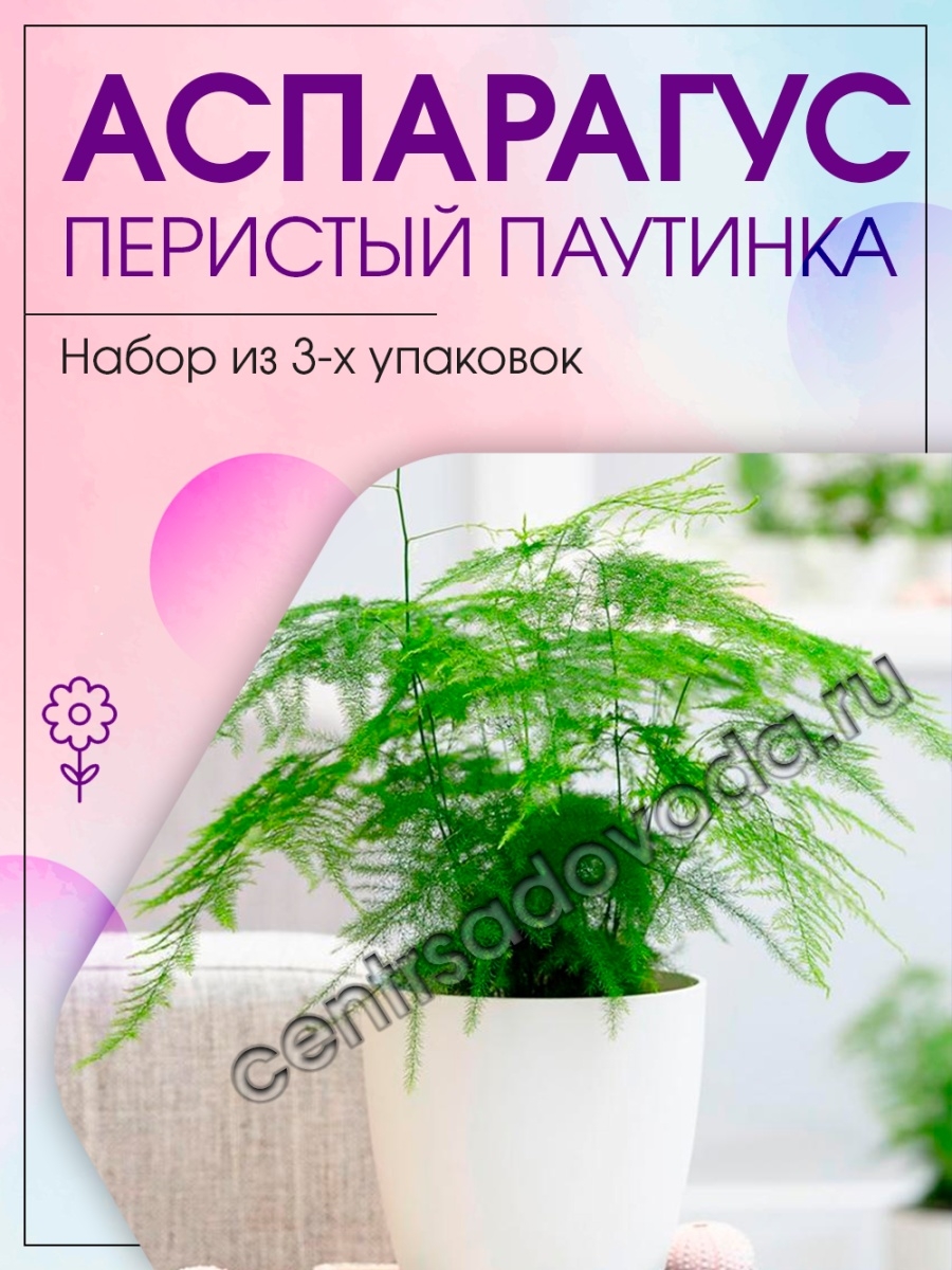 Аспарагус перистый Паутинка 3 уп Агрохолдинг Поиск 45985536 купить за 257 ₽  в интернет-магазине Wildberries