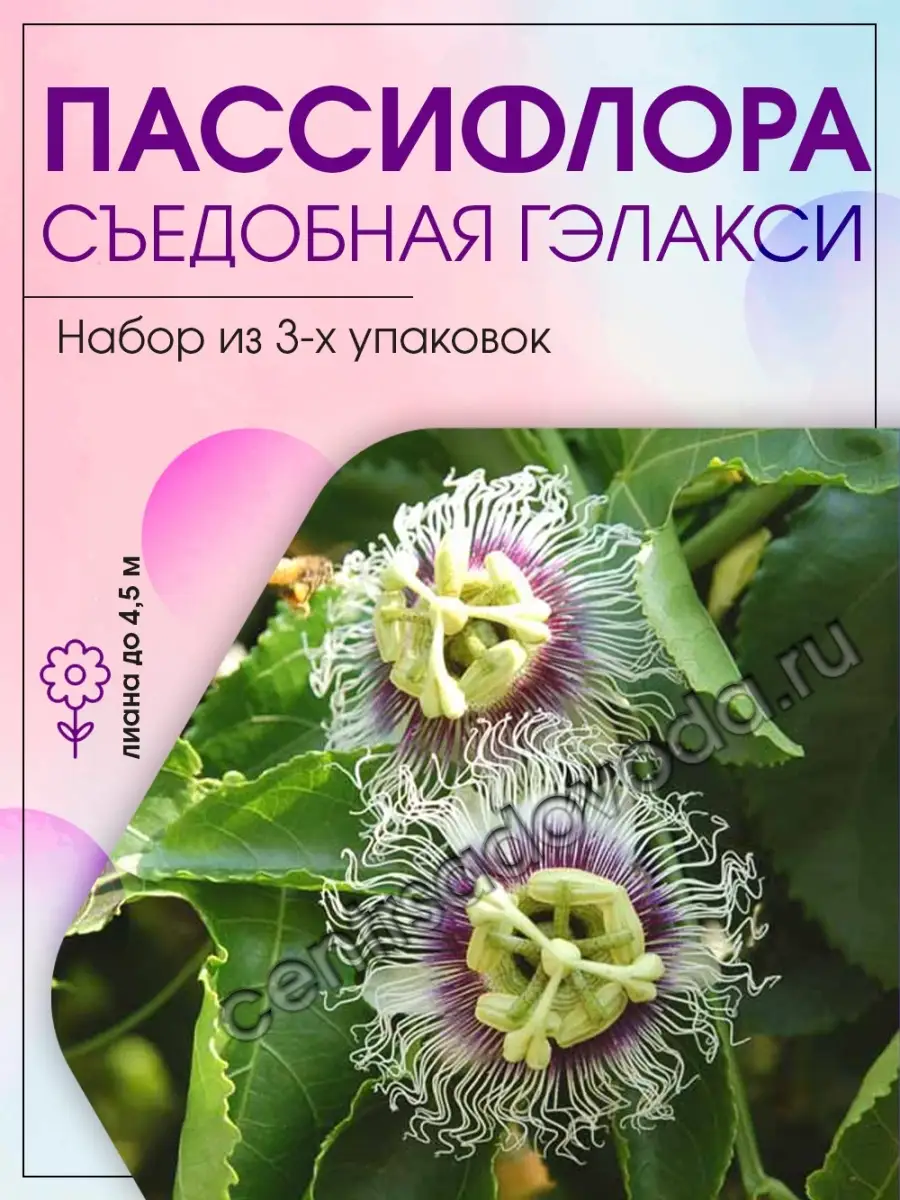 Пассифлора съедобная Гэлакси / 3 упаковки Агрохолдинг Поиск 45985937 купить  за 140 ₽ в интернет-магазине Wildberries