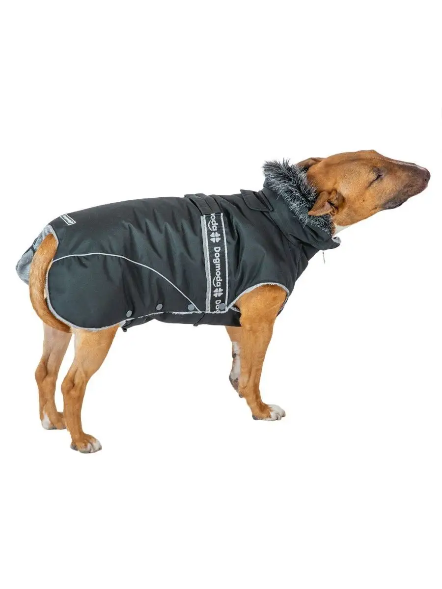 Критерии выбора зимней одежды для собак