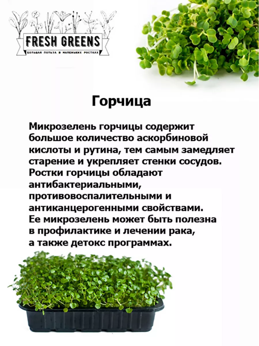 Микрозелень для проращивания Рукола Горчица Горох Микрозелень Fresh Greens  46731308 купить в интернет-магазине Wildberries