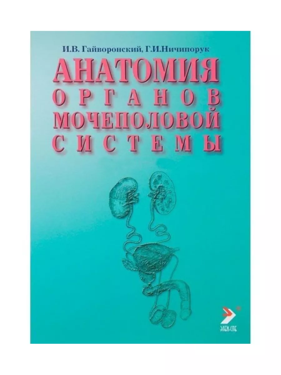 Анатомия органов мочеполовой системы. Уч