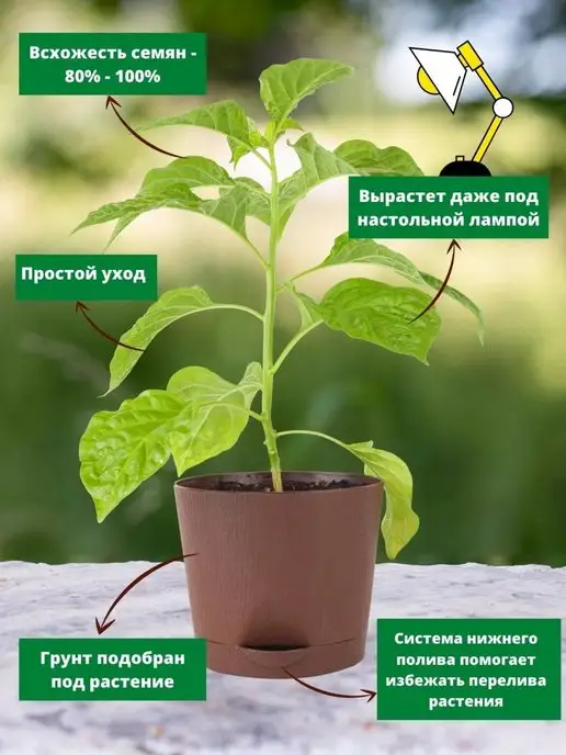 Про Растения Набор для выращивания растения перец острый каролина рипер, вариант, фото 4
