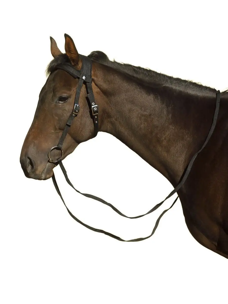 Уздечка для лошади: назначение, процесс надевания, где купить, изготовление своими руками