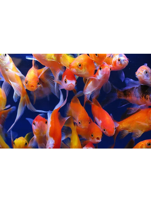 AquaMeal Корм для рыбок аквариумных прудовых хлопья сухой, вариант, фото 4