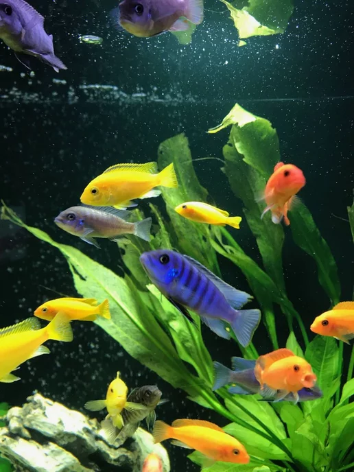 AquaMeal Корм для рыбок аквариумных прудовых хлопья сухой, вариант, фото 6