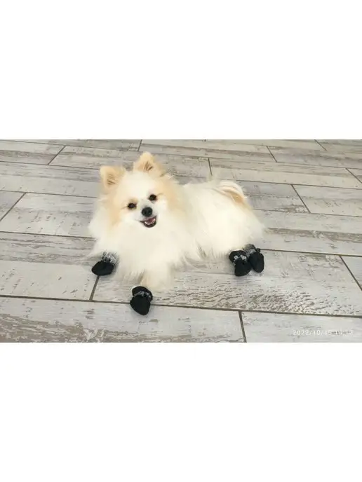 ChupaDog Обувь для собак мелких и средних пород зимняя, черный, фото 8