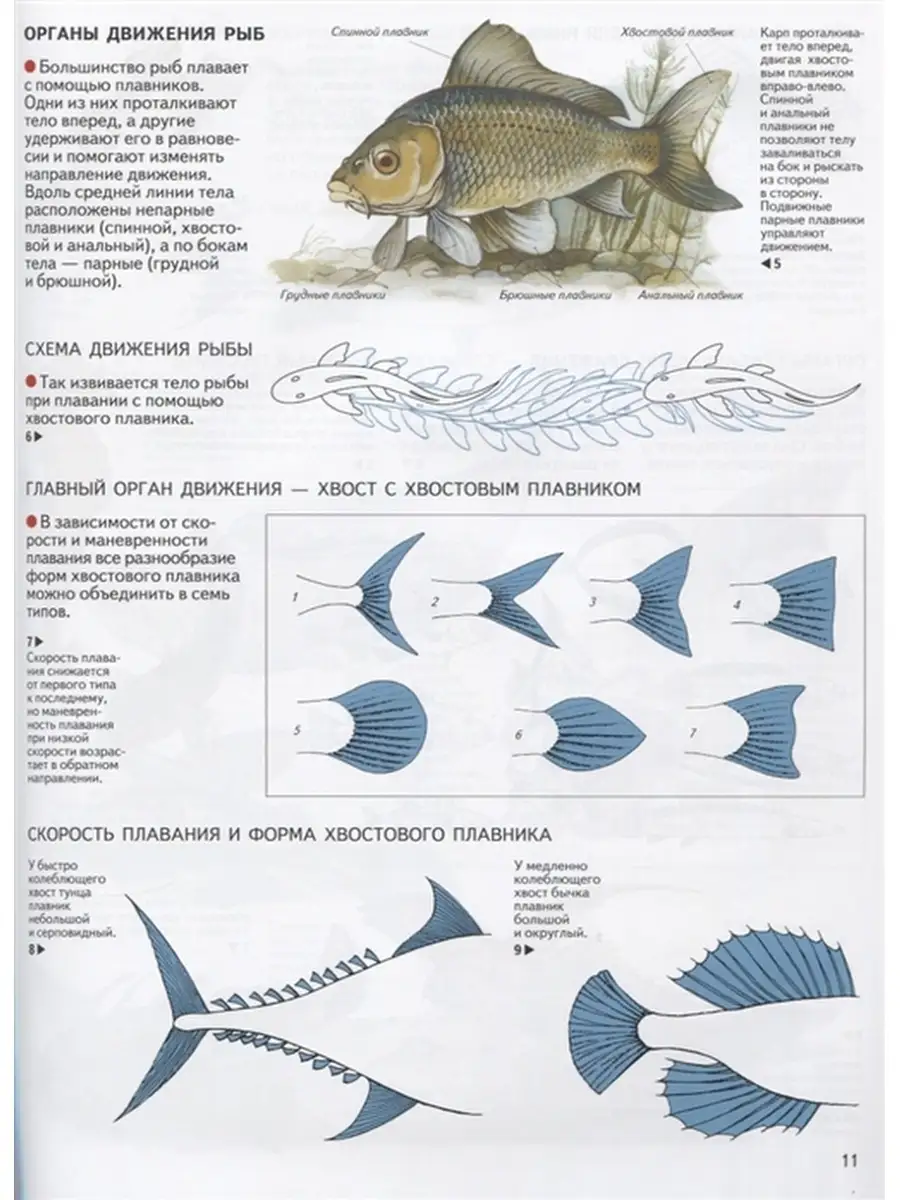 Атлас. Хордовые животные. Дольник В.Р., Козлов М.А МЦНМО 49159309 купить за  836 ₽ в интернет-магазине Wildberries