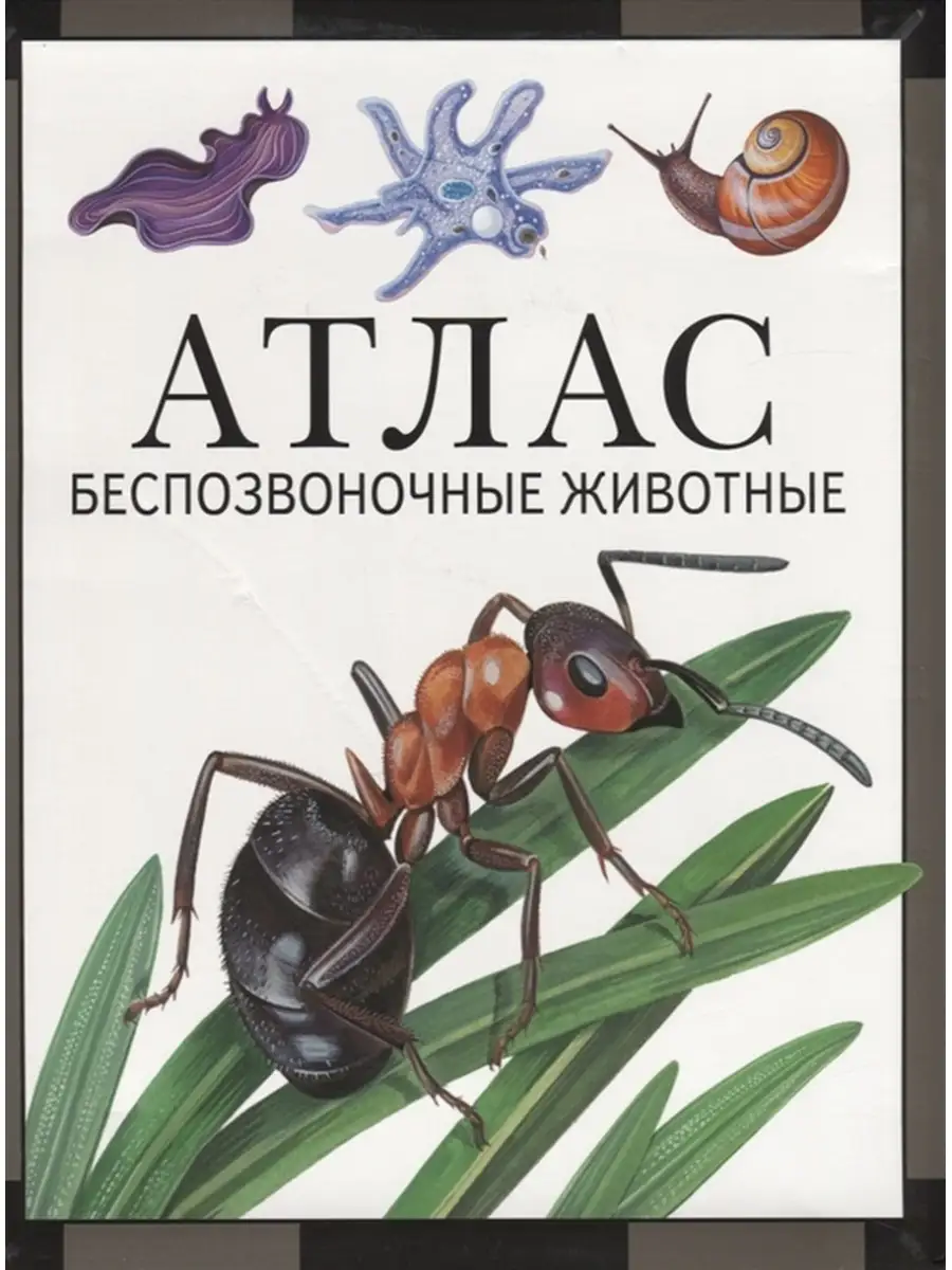 Атлас. Беспозвоночные животные. Дольник В. Р., Козлов М.А МЦНМО 49159381  купить за 874 ₽ в интернет-магазине Wildberries