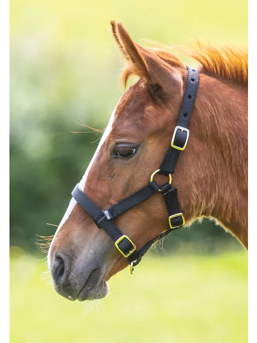 SHIRES Недоуздок для жеребенка, черный