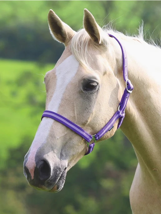 SHIRES Недоуздок для лошади "Wessex", фиолетовый, полоска, фиолетовый, фото 2
