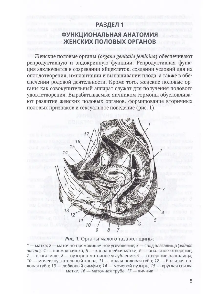 Анатомия и физиология женских половых органов (наружные и внутренние). Анатомия наружных женских органов схема.