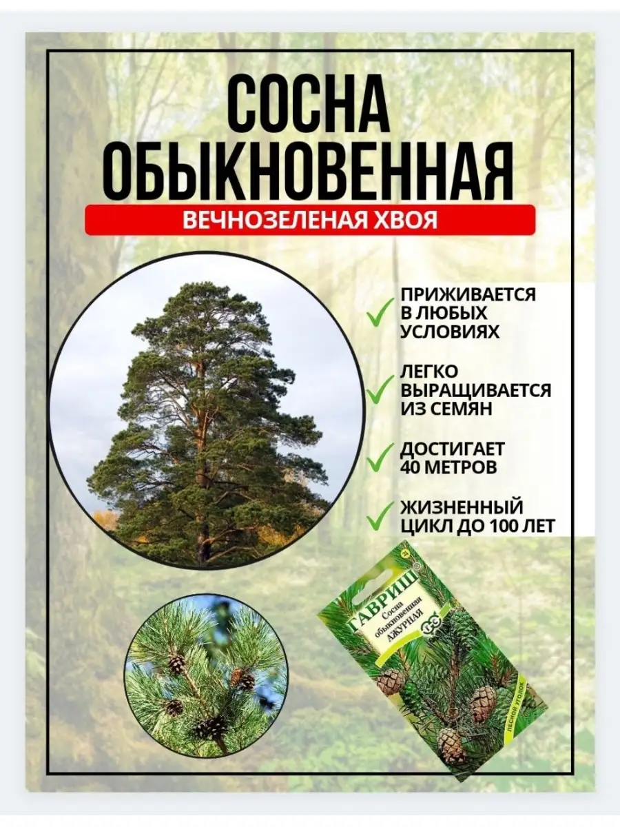 Семена ель, туя, сосна Гавриш 50279545 купить в интернет-магазине  Wildberries