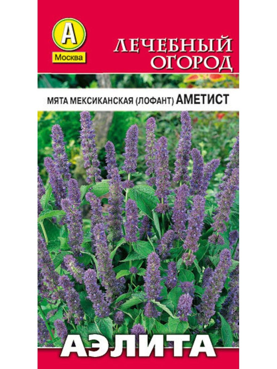 Мята мексиканская. Мята Мексиканская лофант аметист. Мята Мексиканская лофант морская симфония. Семена. Мята "Мексиканская. Аметист". Лофант Санни Спаркс.