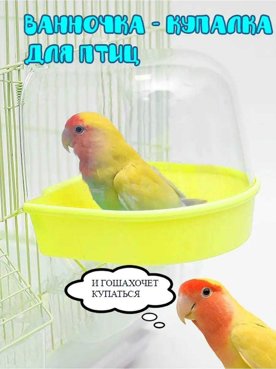 Купалки для попугая: правила выбора и приучения пернатого