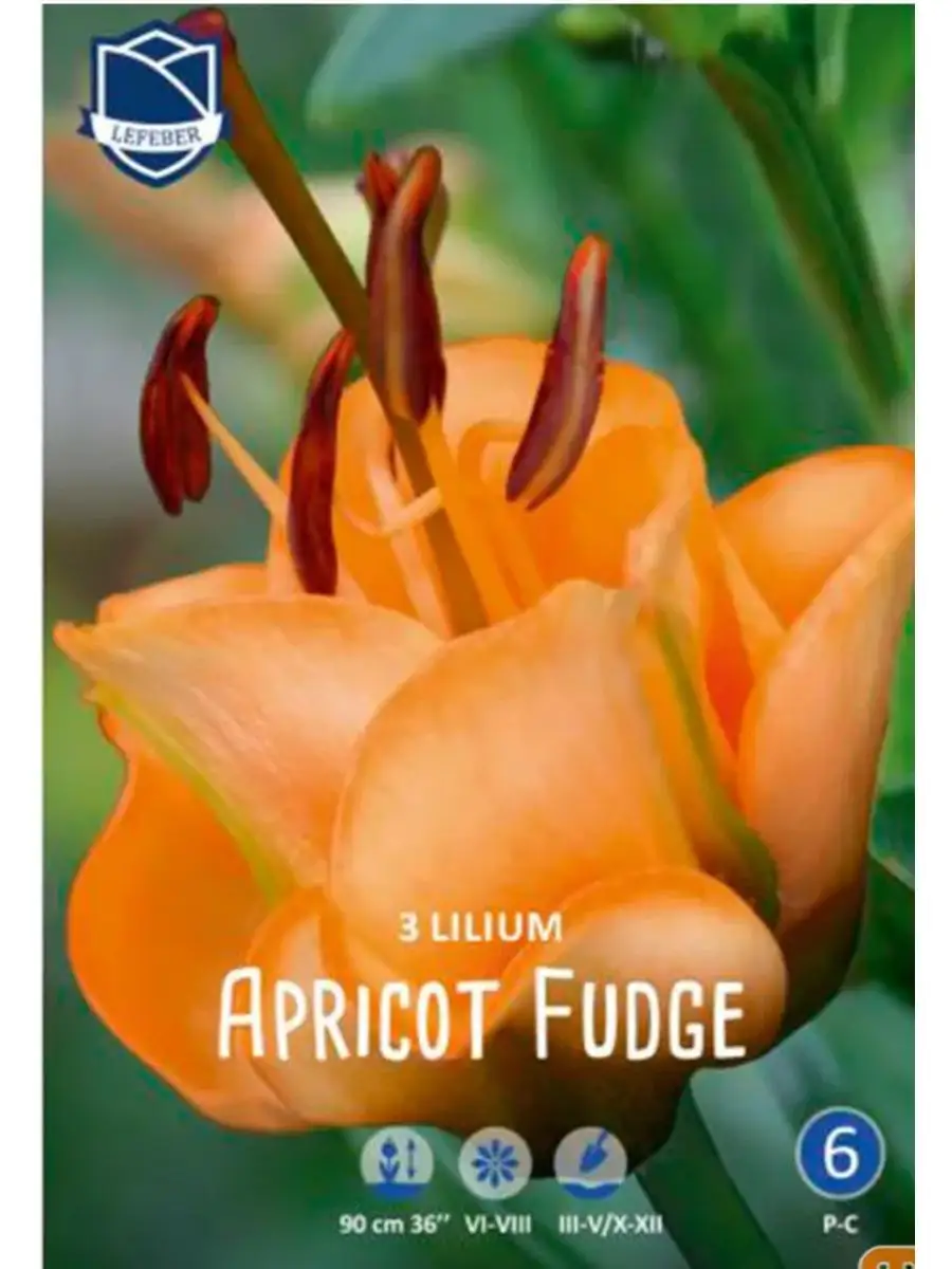 Лилия ЛА-гибрид Эприкот Фадж (Apricot Fudge), 3 шт. J.W.A. Lefeber 50712293  купить в интернет-магазине Wildberries