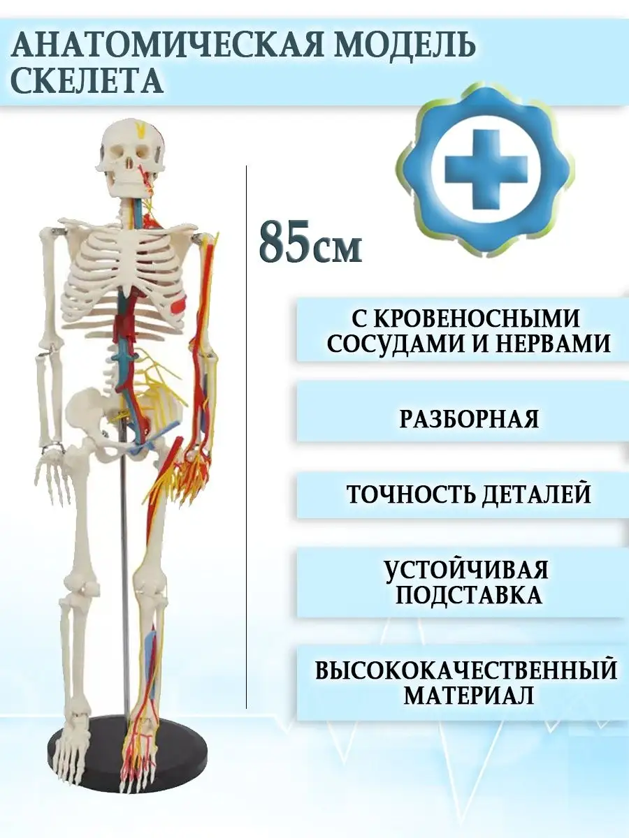 Анатомический макет скелета человека на подставке 85 см