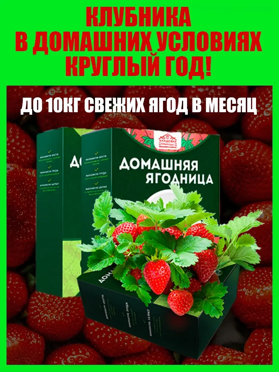 Клубника на подоконнике/семена клубники/крупная/домашняя Клубника 51255949  купить в интернет-магазине Wildberries