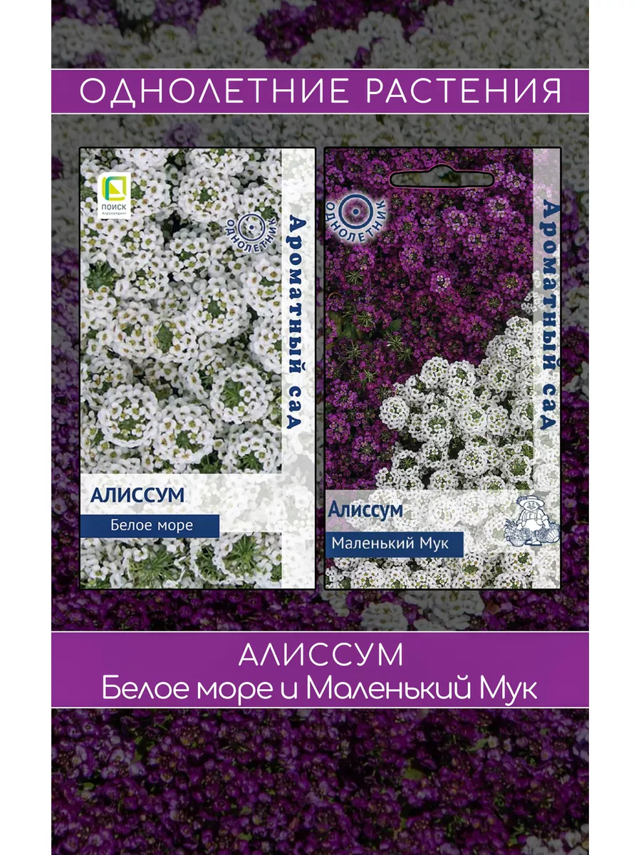 Набор семян цветов/Алиссум Белое море, Маленький Мук Агрофирма Поиск  51255951 купить за 179 ₽ в интернет-магазине Wildberries