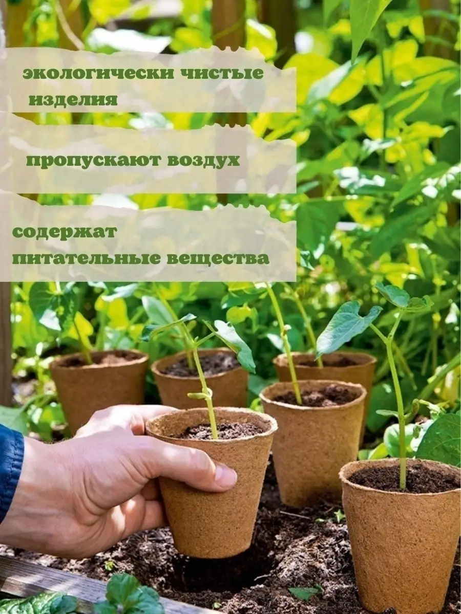В чем лучше выращивать рассаду: мини-теплицы, торфяные горшки или кассеты