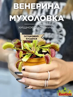 Венерина Мухоловка D9см, хищное растение Exotica 51683241 купить за 1 394 ₽ в интернет-магазине Wildberries