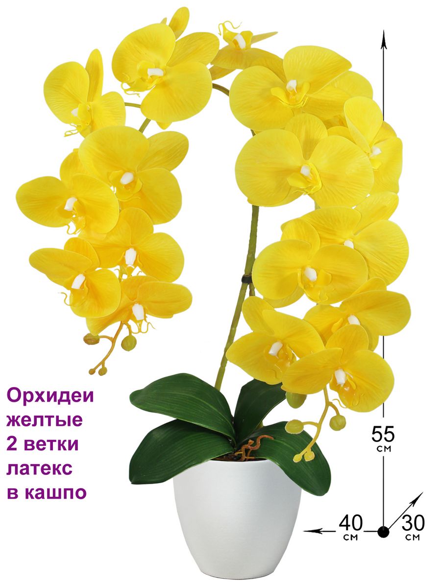 Купить желтую орхидею в горшке. Желтая Орхидея в горшке. Орхидея 2 ветки.