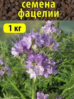 Семена фацелии 1 кг Пчеловод-огород 52009367 купить за 498 ₽ в интернет-магазине Wildberries
