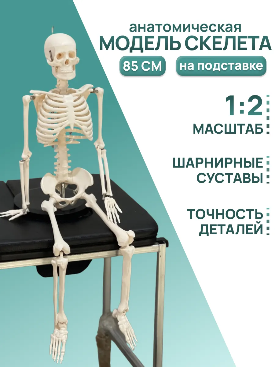 Анатомическая модель скелета человека 85 см на подставке