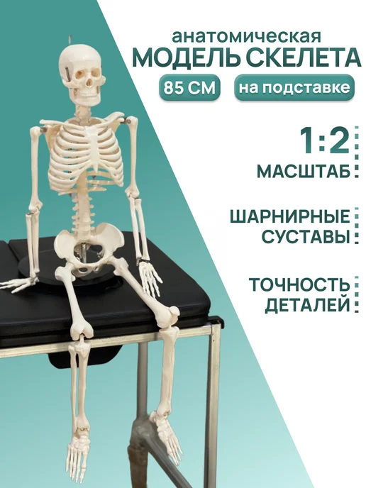 Retorsa Анатомическая модель скелета человека 85 см на подставке, вариант