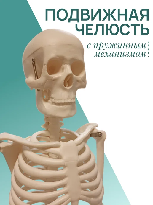 Retorsa Анатомическая модель скелета человека 85 см на подставке, вариант, фото 2
