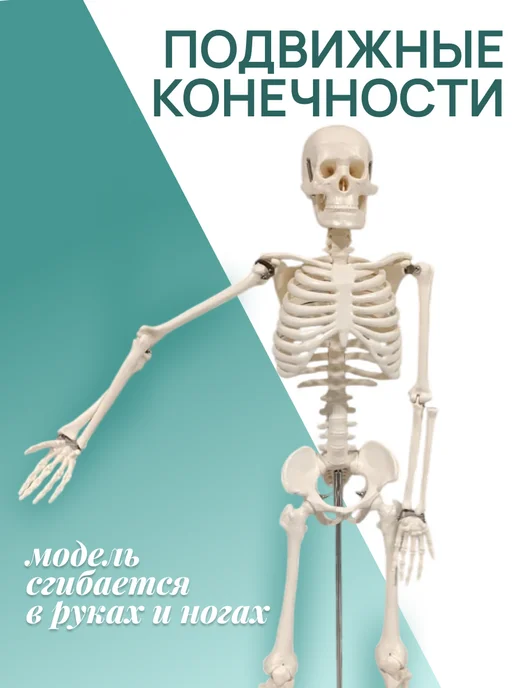 Retorsa Анатомическая модель скелета человека 85 см на подставке, вариант, фото 3