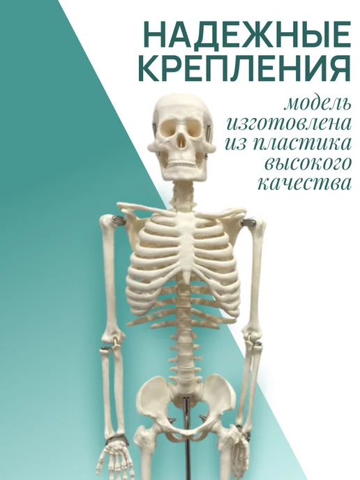 Retorsa Анатомическая модель скелета человека 85 см на подставке, вариант, фото 4