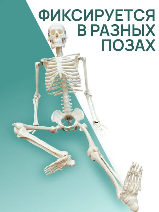 Retorsa Анатомическая модель скелета человека 85 см на подставке, вариант, фото 5