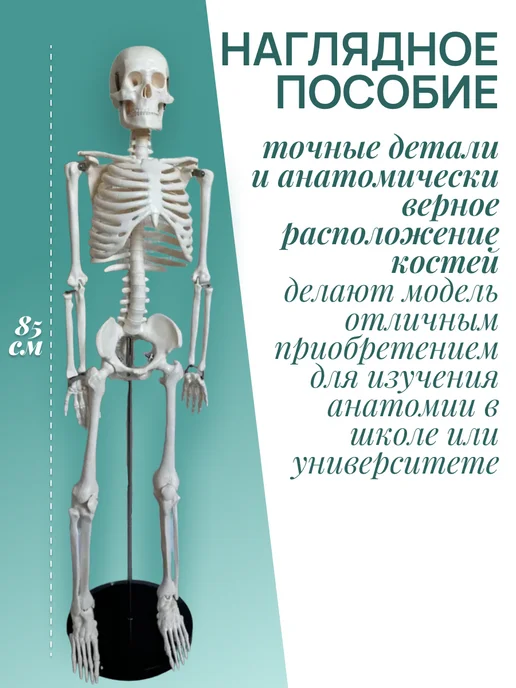 Retorsa Анатомическая модель скелета человека 85 см на подставке, вариант, фото 6