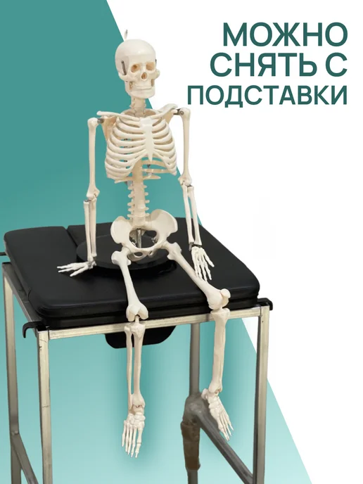 Retorsa Анатомическая модель скелета человека 85 см на подставке, вариант, фото 7