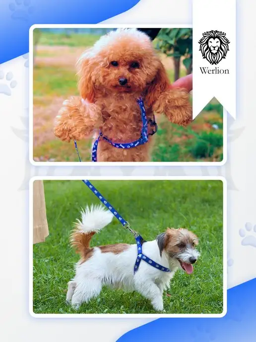 Werlion Поводок шлейка для кошек и собак, фиолетовый, фото 8