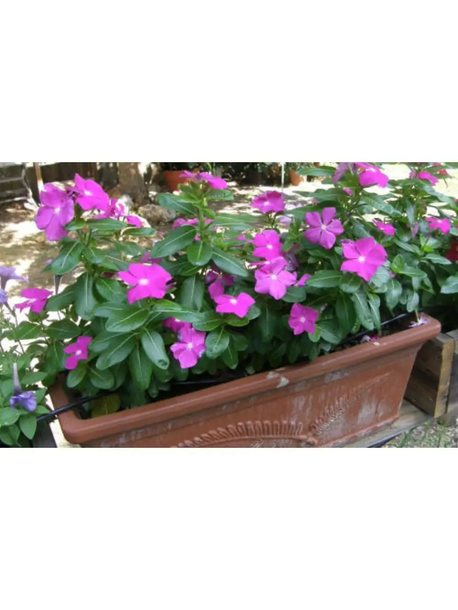 Как пересадить катарантус. Катарантус грейп. Катарантус аристократ. Как пересадить катарантус. Катарантус цветок комнатный.