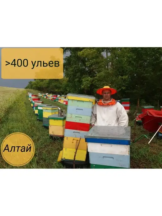 Пасека Дорохиных Алтай Пыльца пчелиная 200 грамм сбор 2026 года, вариант, фото 6