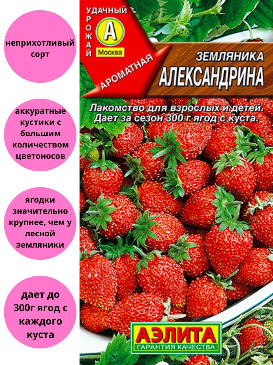 Земляника Александрина Ремонтантная Агрофирма Аэлита 53564934 купить за 114  ₽ в интернет-магазине Wildberries