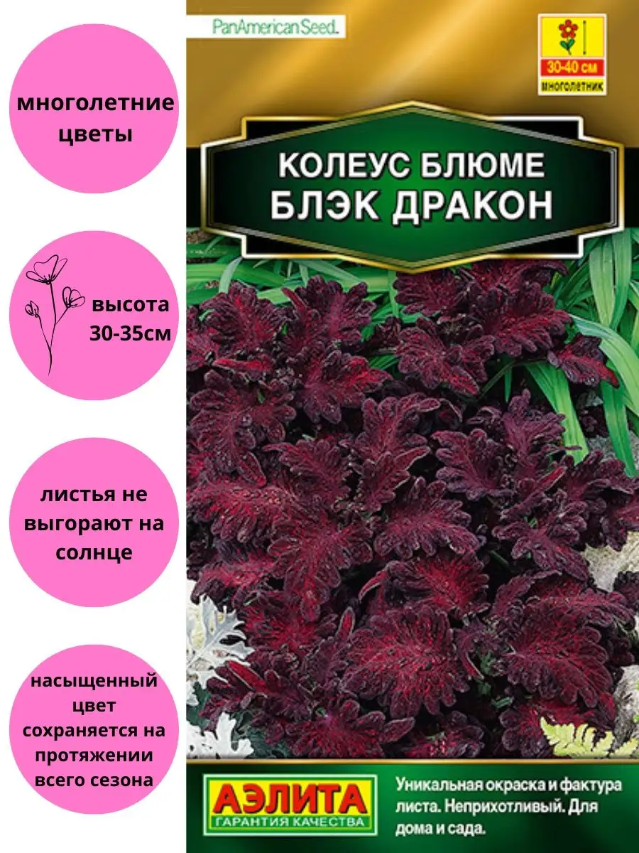 Колеус блюме Блэк Дракон Агрофирма Аэлита 53573862 купить за 130 ₽ в  интернет-магазине Wildberries