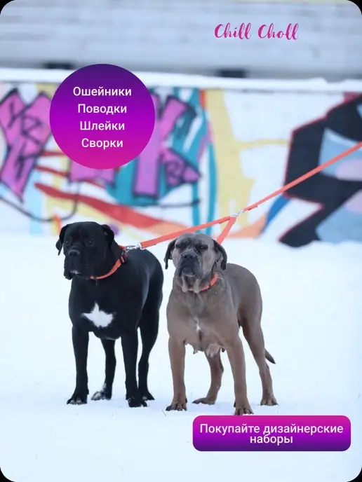 Chill Choll Поводок для крупных и средних пород 2 метра, 2 м, фото 4