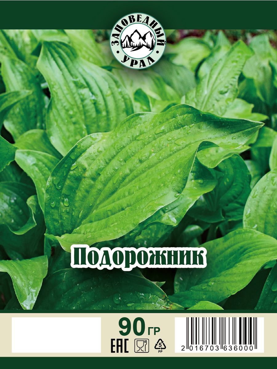 Отвар подорожника показания. Подорожник сушеный. Препараты подорожника. Сбор подорожника. Народная медицина подорожник-трава.