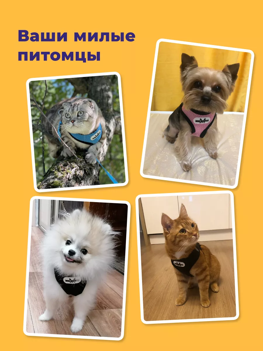 Шлейка для собак и кошек с поводком амуниция для прогулки MiloPets 53995296  купить за 337 ₽ в интернет-магазине Wildberries