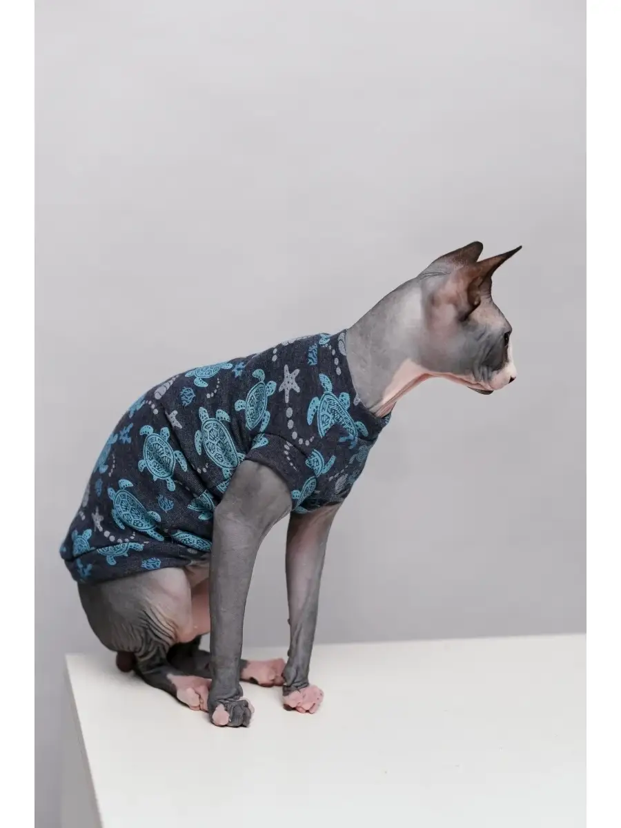 Модная одежда для кошек, модные красивые кошки фото | ZOODOM