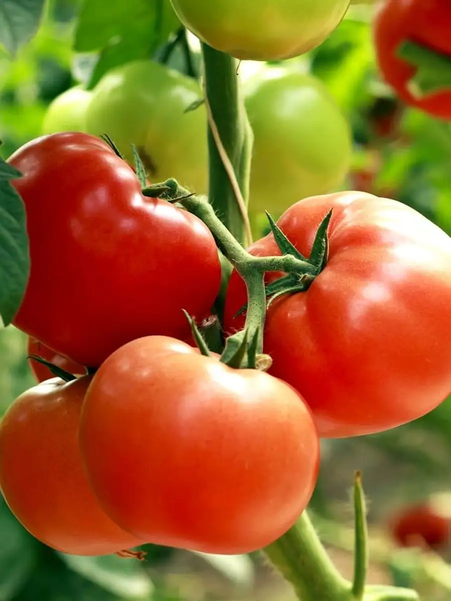Сорт томата лось отзывы. Суперранние томаты для теплицы в Подмосковье. Лось в томате.