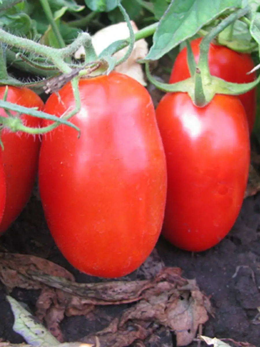 Семена Помидор Званый Вечер Купить